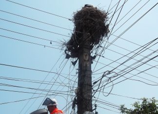 Operațiune de salvare a unui pui de barză la Ianca