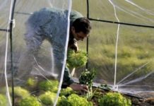 Deși nu își asigură culturile, fermierii olteni aşteaptă ajutor de la stat