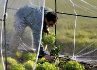 Deși nu își asigură culturile, fermierii olteni aşteaptă ajutor de la stat