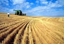 Olt: Recolte de cereale peste media ultimilor trei ani, dar preţuri mai mici