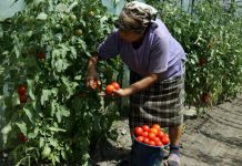 Sute de fermieri olteni înscriși în programul de sprijin pentru tomate