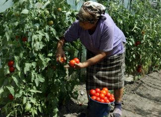 Sute de fermieri olteni înscriși în programul de sprijin pentru tomate