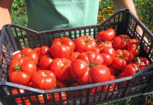 Tomatele din Olt, cele mai bune de pe piață