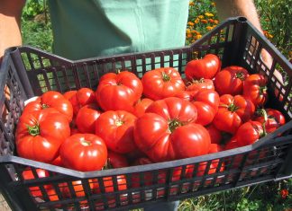 Tomatele din Olt, cele mai bune de pe piață