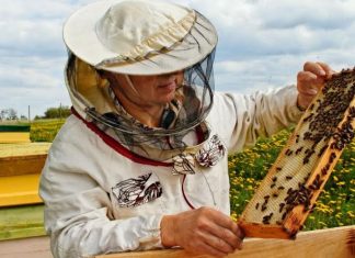 Apicultorii obligaţi să plătească impozit la Fisc, chiar dacă vând sau nu miere