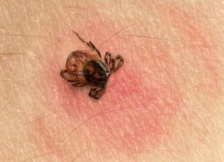 Atenție la căpușe!