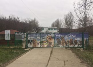 Un nou târg de adopții canine la Slatina