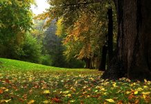 Zece arii naturale protejate din Olt, lăsate de izbelişte. APM Olt caută custozi