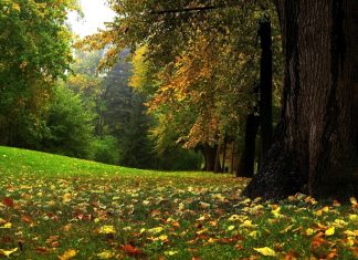 Zece arii naturale protejate din Olt, lăsate de izbelişte. APM Olt caută custozi