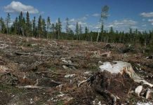 Pădurea de plop Frunzaru din Olt, rasă de pe suprafaţa pământului