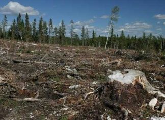 Pădurea de plop Frunzaru din Olt, rasă de pe suprafaţa pământului