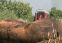 Cal mort, lăsat pe marginea drumului