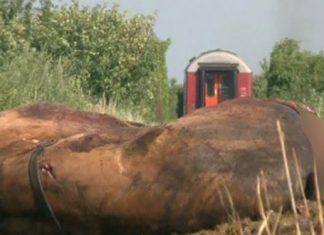 Cal mort, lăsat pe marginea drumului