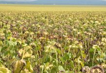 2.000 de fermieri olteni au cerut subvenția pe suprafață