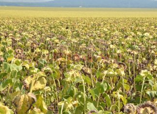 Culturi afectate în Olt