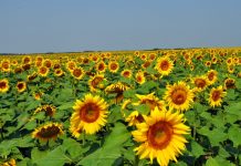Culturile de floarea soarelui, în pericol