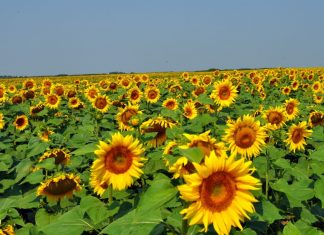 Culturile de floarea soarelui, în pericol