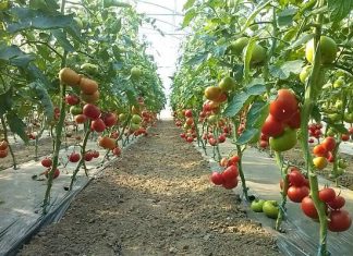 Fermierii olteni așteptați să-și ridice ajutorul de minimis pentru cultivarea tomatelor