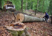 Jaf în pădurile din Olt