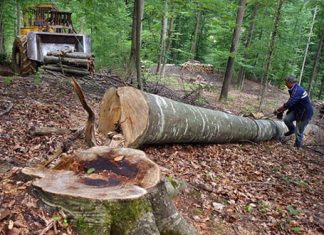 Jaf în pădurile din Olt