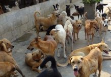 Târg de adopţii canine, la Sărăcești