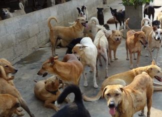 Microcipuri pentru câinii din Slatina