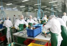 O fabrică de procesare a peştelui din Norvegia angajează lucrători din Olt