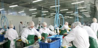 O fabrică de procesare a peştelui din Norvegia angajează lucrători din Olt