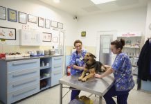 Vremuri grele pentru medici veterinari și cabinetele lor