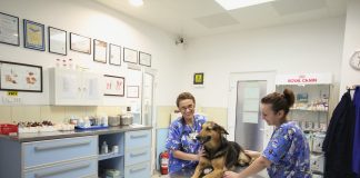 Vremuri grele pentru medici veterinari și cabinetele lor