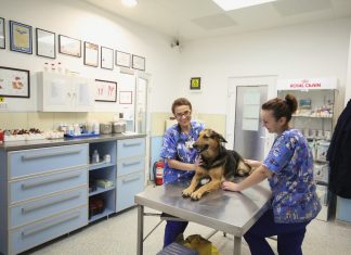 Vremuri grele pentru medici veterinari și cabinetele lor