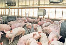 Autoritățile din județ, în alertă din cauza pestei porcine