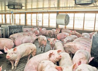 Autoritățile din județ, în alertă din cauza pestei porcine