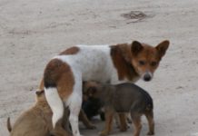 Târg de adopții canine, la Sărăcești