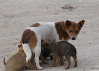 Câinii cu stăpân din Caracal, microcipaţi cu bani de la primărie