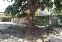 Firma care a măcelărit copacii din Corabia, amendată