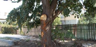 Firma care a măcelărit copacii din Corabia, amendată