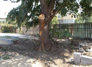 Firma care a măcelărit copacii din Corabia, amendată