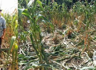 Sute de olteni terorizați de animalele sălbatice!