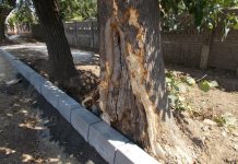 Imagini revoltătoare în Corabia