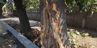 Imagini revoltătoare în Corabia