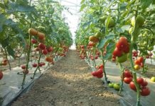 Fermierii olteni au prins gustul banilor de la DJA