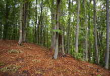 Așteptați să depună cereri pentru „Prima împădurire”