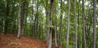 Așteptați să depună cereri pentru „Prima împădurire”