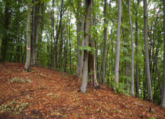 Așteptați să depună cereri pentru „Prima împădurire”