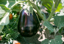 Legume Bio la Tia Mare