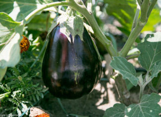 Legume Bio la Tia Mare