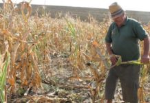 Gerul și seceta au afectat culturile din județul Olt