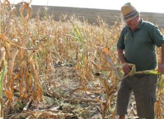 Olt: fermierii vor primi despăgubiri doar pentru zece la sută din suprafața calamitată