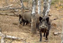 Animalele sălbatice, o ameninţare pentru locuitorii din județ